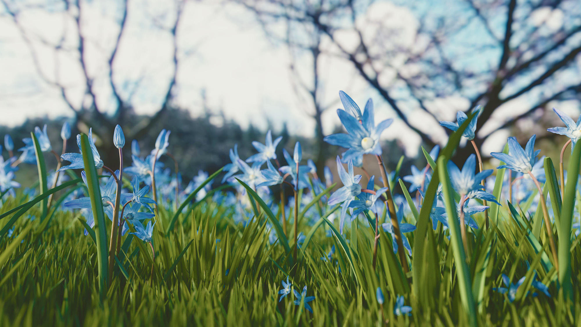 Relaxing in a field of blue flowers.